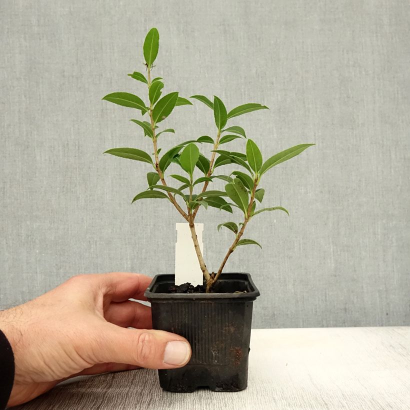 Amostra de Osmanthus serrulatus Vaso de 8/9 cm tal como entregue no outono
