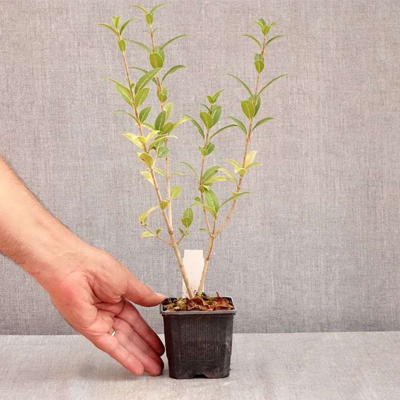 Amostra de Osmanthus serrulatus Vaso de 8/9 cm tal como entregue no verão