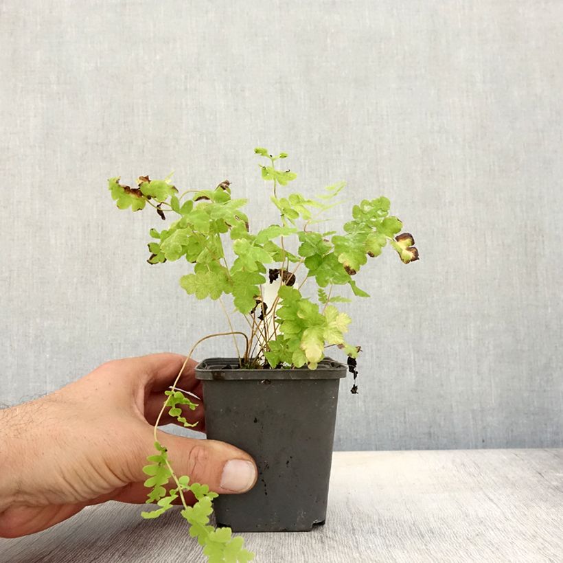 Amostra de Osmunda claytoniana Vaso de 8/9 cm tal como entregue no outono