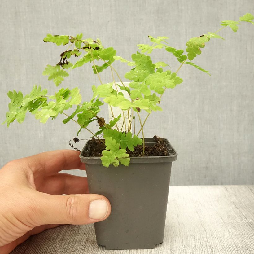 Amostra de Osmunda claytoniana Vaso de 8/9 cm tal como entregue no verão