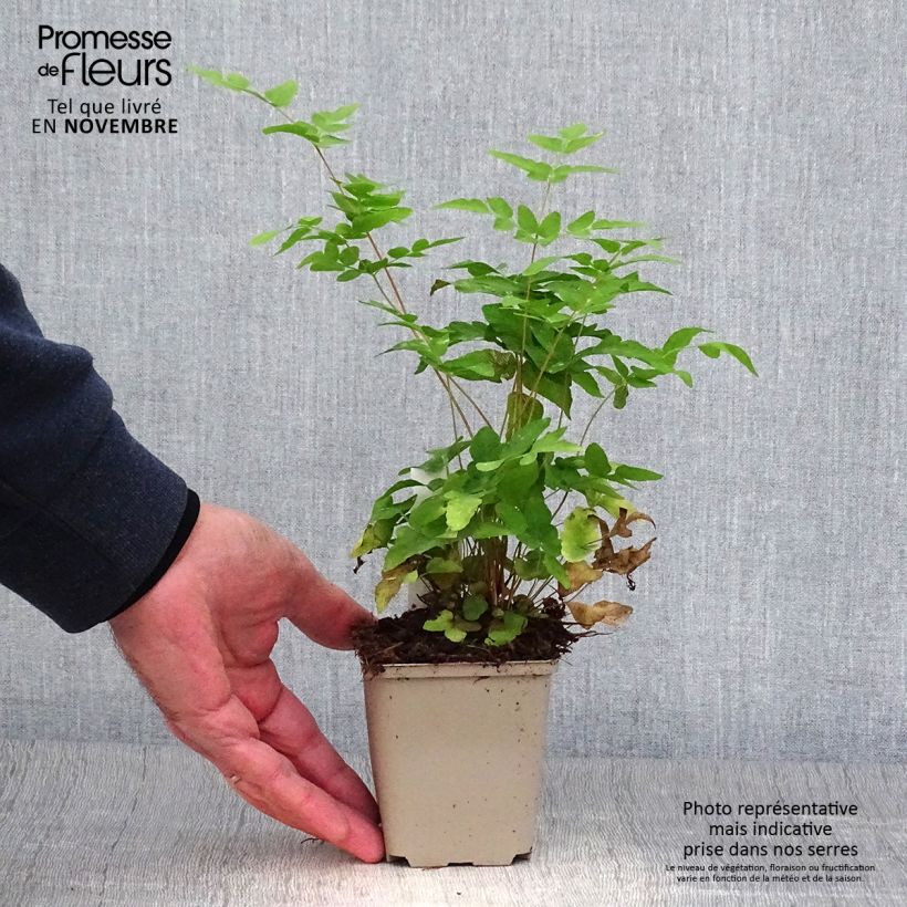 Amostra de Osmunda japonica Vaso de 8/9 cm tal como entregue no outono