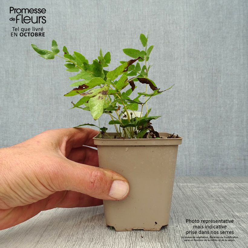 Amostra de Osmunda regalis Vaso de 8/9 cm tal como entregue no outono