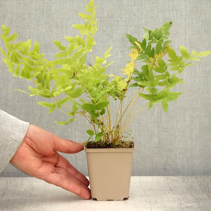 Amostra de Osmunda regalis Vaso de 8/9 cm tal como entregue no verão
