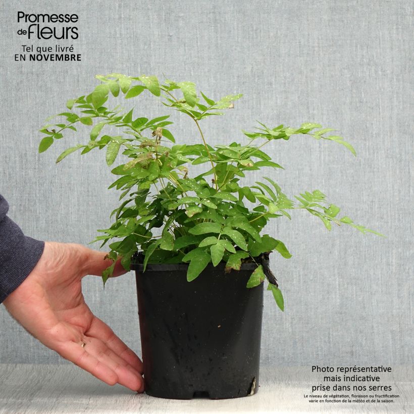 Amostra de Osmunda regalis Vaso de 2 L/3 L tal como entregue no outono