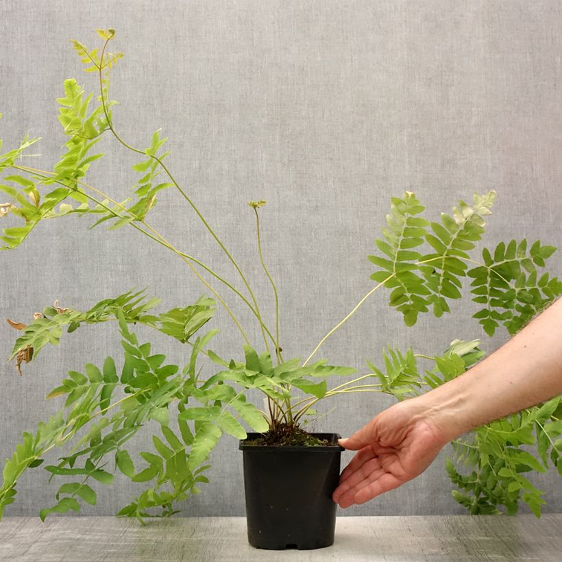 Amostra de Osmunda regalis Vaso de 2 L/3 L tal como entregue no verão