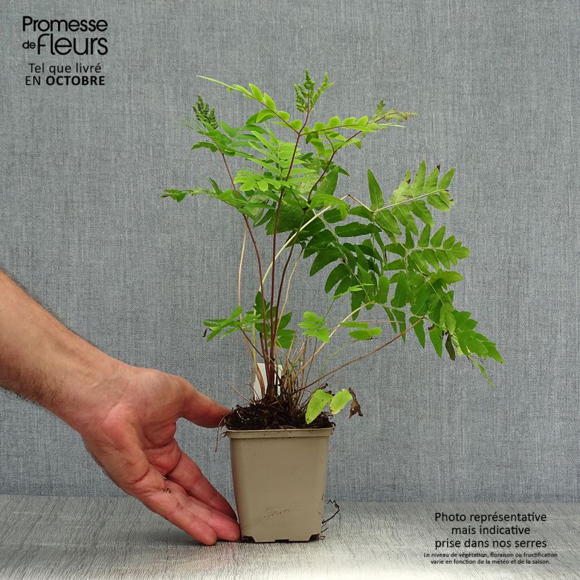 Amostra de Osmunda regalis Purpurascens Vaso de 8/9 cm tal como entregue no outono