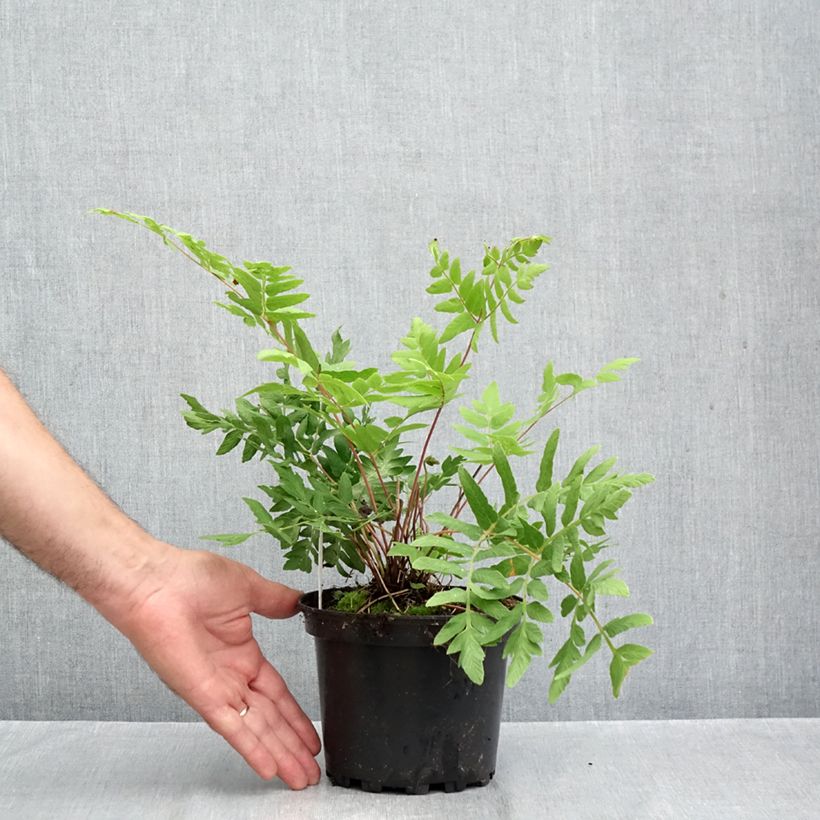 Amostra de Osmunda regalis Purpurascens Vaso de 2 L/3 L tal como entregue no outono