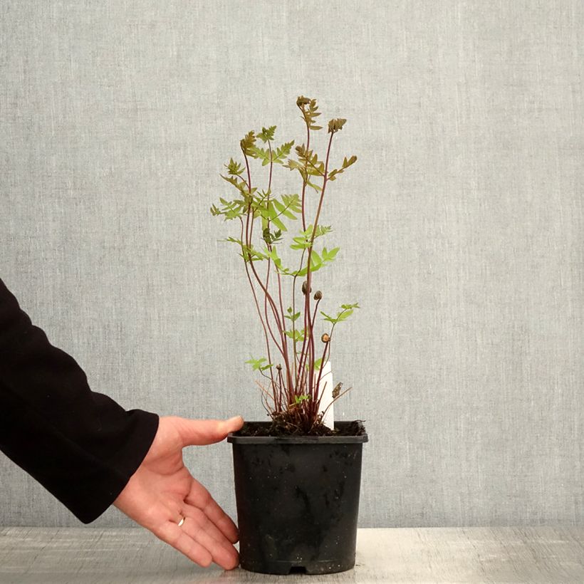 Amostra de Osmunda regalis Purpurascens Vaso de 2 L/3 L tal como entregue na primavera