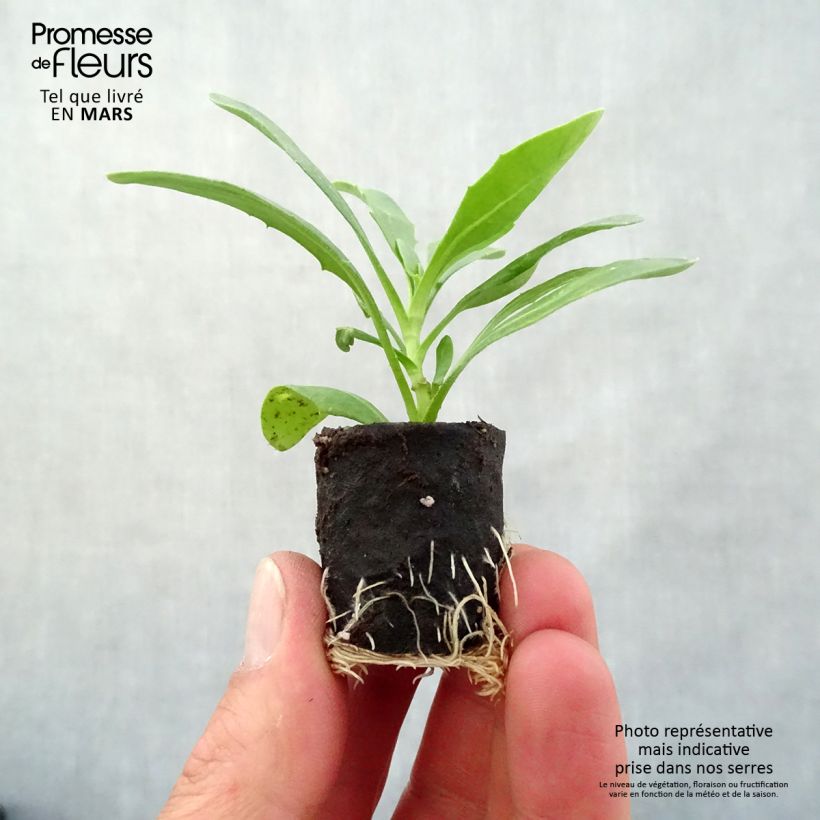 Amostra de Osteospermum Dalina Orange Mini-motte Ø 3/4 cm tal como entregue na primavera