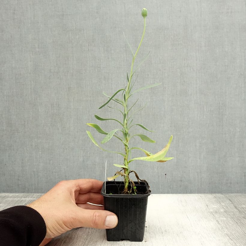 Amostra de Othonna cheirifolia Vaso de 8/9 cm tal como entregue no outono