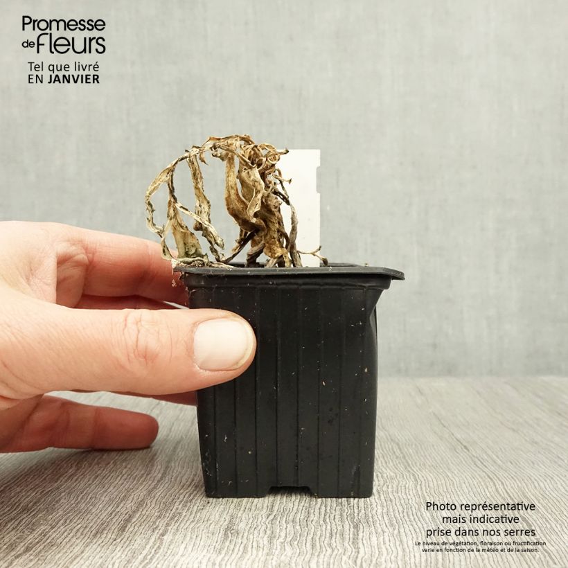 Amostra de Othonna cheirifolia Vaso de 8/9 cm tal como entregue no inverno