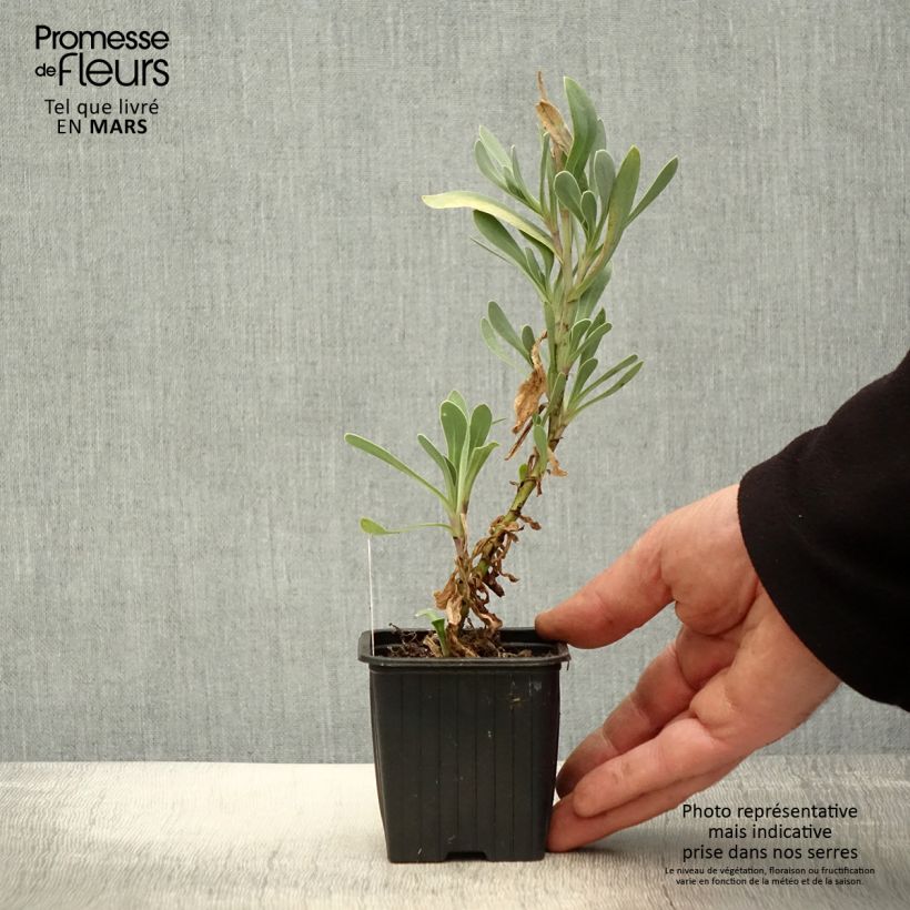 Amostra de Othonna cheirifolia Vaso de 8/9 cm tal como entregue na primavera