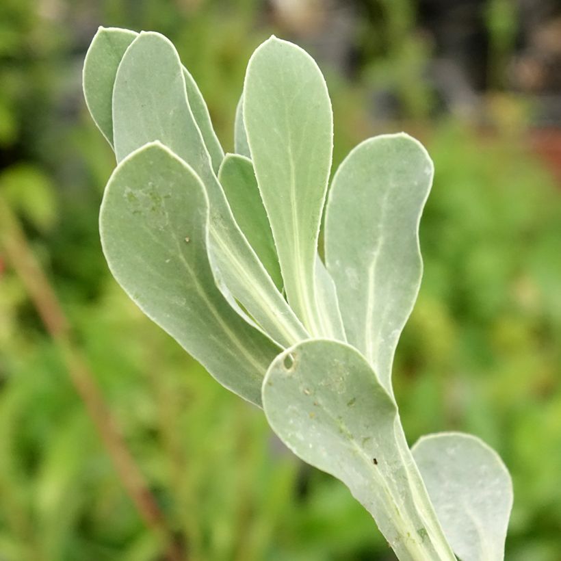 Othonna cheirifolia (Folhagem)