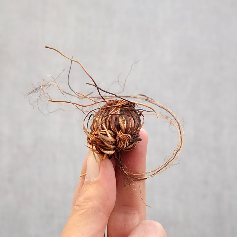 Amostra de Oxalis adenophylla Bulbo size 6+ tal como entregue na primavera