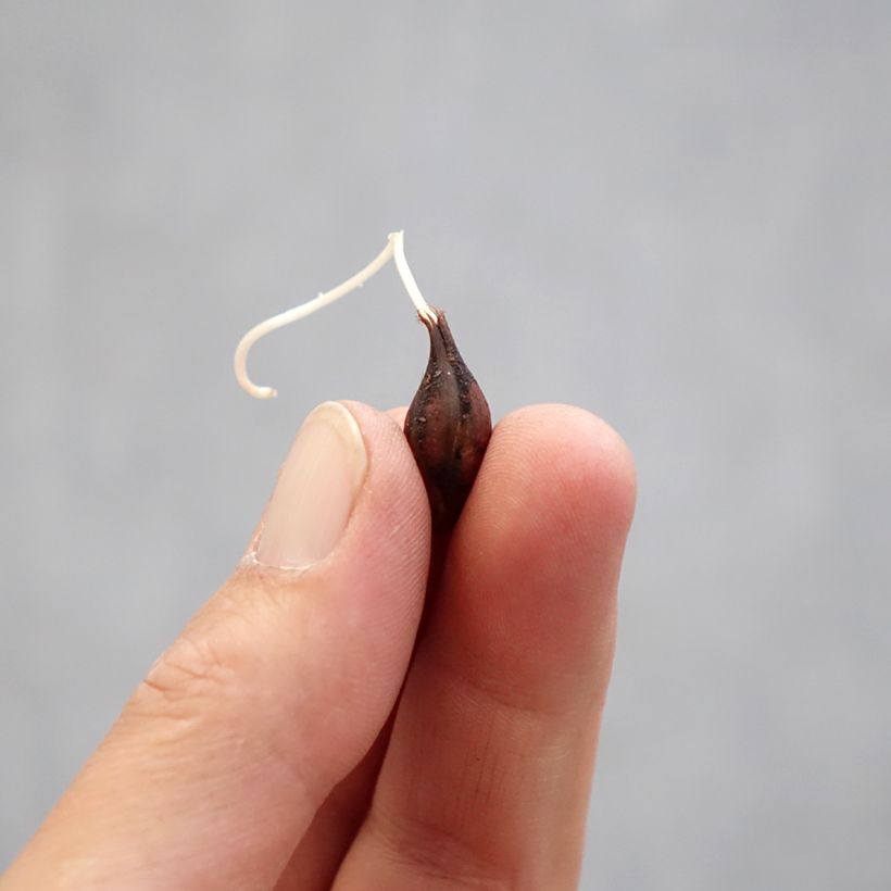 Amostra de Oxalis Sensation Double Pink Wonder Bulbo Calibre I tal como entregue na primavera