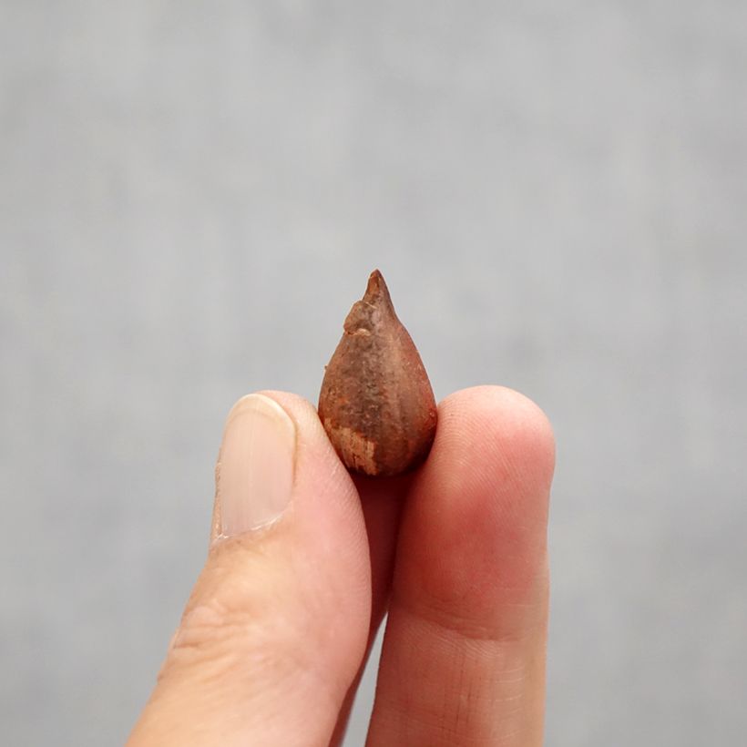 Amostra de Oxalis compressa Double Trouble Bulbo Calibre I tal como entregue na primavera