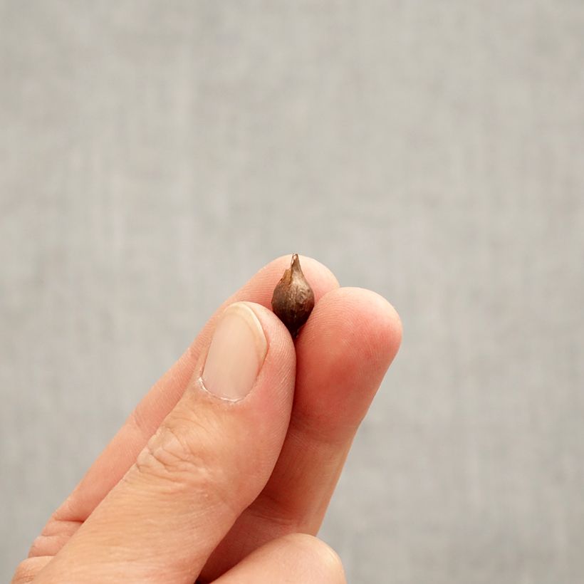 Amostra de Oxalis purpurea Alba Bulbe Kaliber/Größe I tal como entregue na primavera