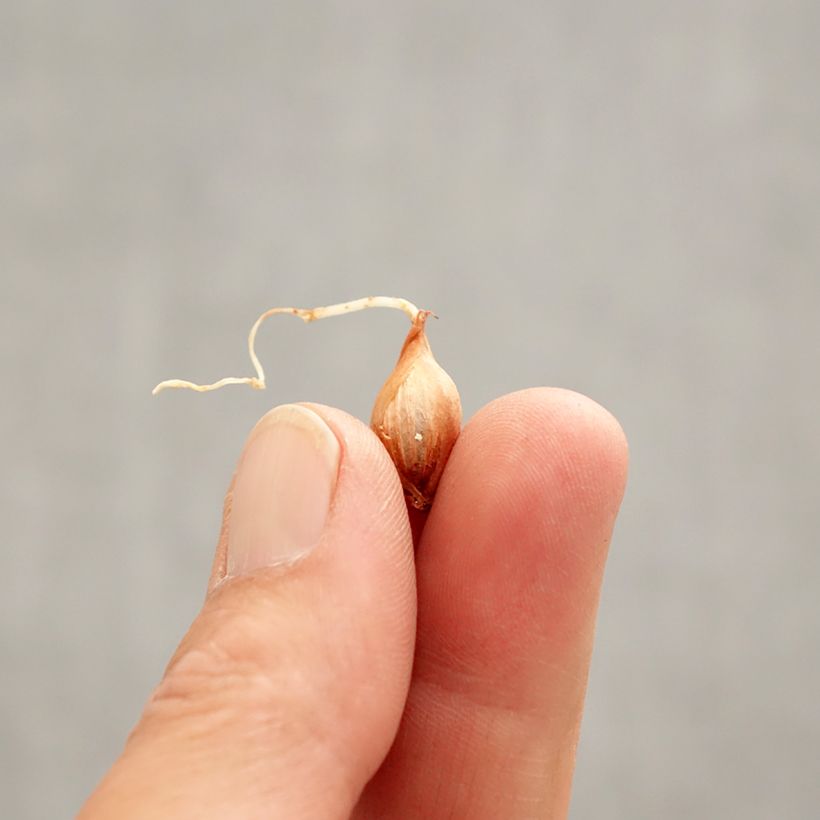 Amostra de Oxalis purpurea Garnet Bulbe Kaliber/Größe I tal como entregue na primavera