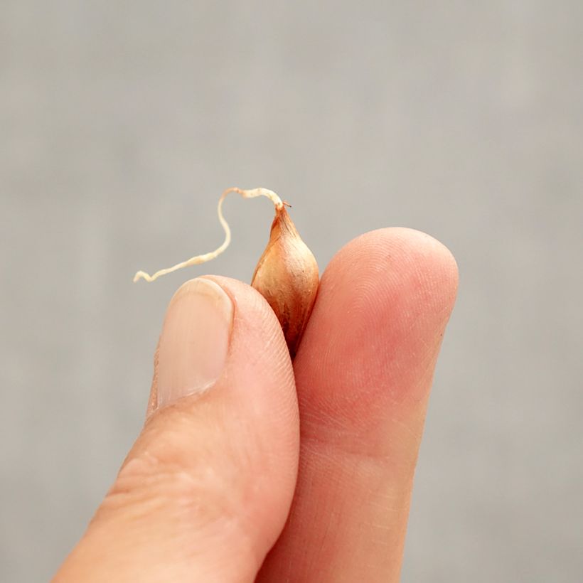 Amostra de Oxalis purpurea Ken Aslet Bulbo Calibre I tal como entregue na primavera