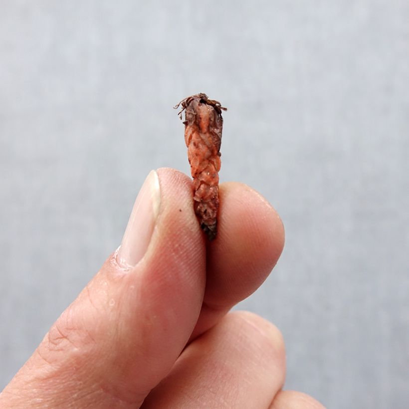 Amostra de Oxalis triangularis Fanny Bulbe Kaliber/Größe I tal como entregue na primavera