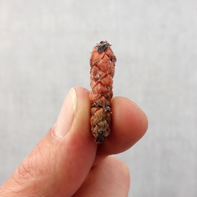 Amostra de Oxalis triangularis ssp.papilionacea Bulbe Kaliber/Größe I tal como entregue na primavera