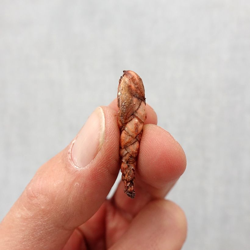 Amostra de Oxalis triangularis - Trèfle pourpre Bulbe Kaliber/Größe I tal como entregue na primavera