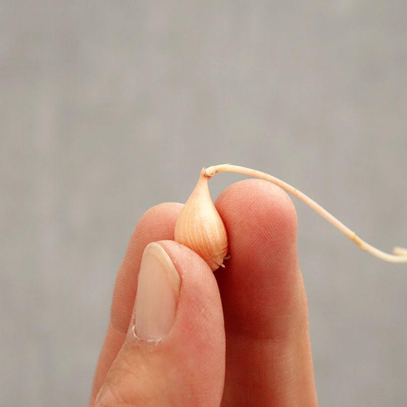 Amostra de Oxalis versicolor Autumn Pink Bulbo size I tal como entregue na primavera