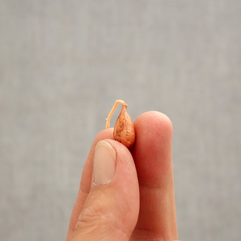 Amostra de Oxalis versicolor Bulbo Calibre I tal como entregue na primavera