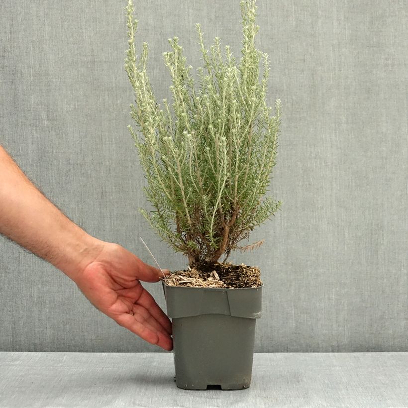 Amostra de Ozothamnus rosmarinifolius Silver Jubilee Vaso de 2 L/3 L tal como entregue no verão