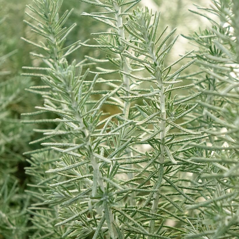 Ozothamnus rosmarinifolius Silver Jubilee (Folhagem)