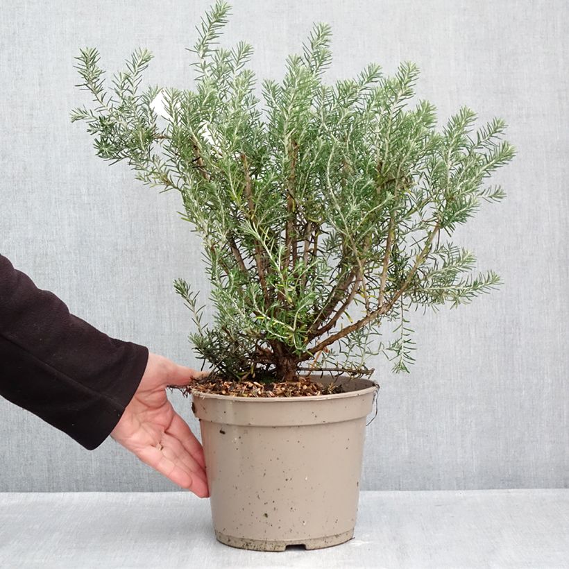 Amostra de Ozothamnus rosmarinifolius Silver Jubilee Vaso de 4 L/5 L tal como entregue no outono
