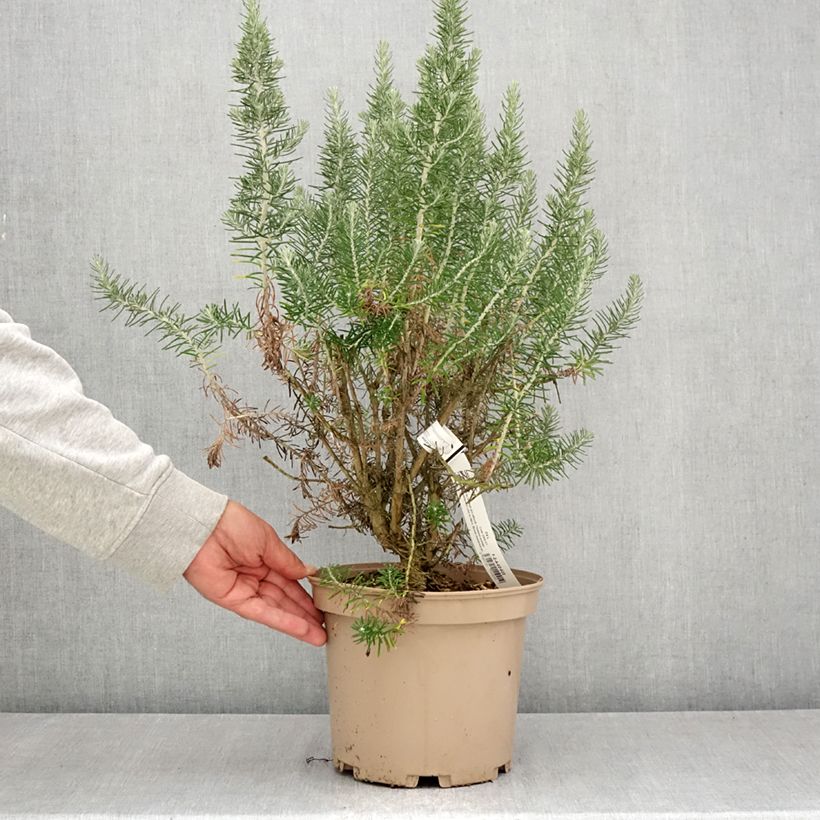Amostra de Ozothamnus rosmarinifolius Silver Jubilee Vaso de 4 L/5 L tal como entregue no verão