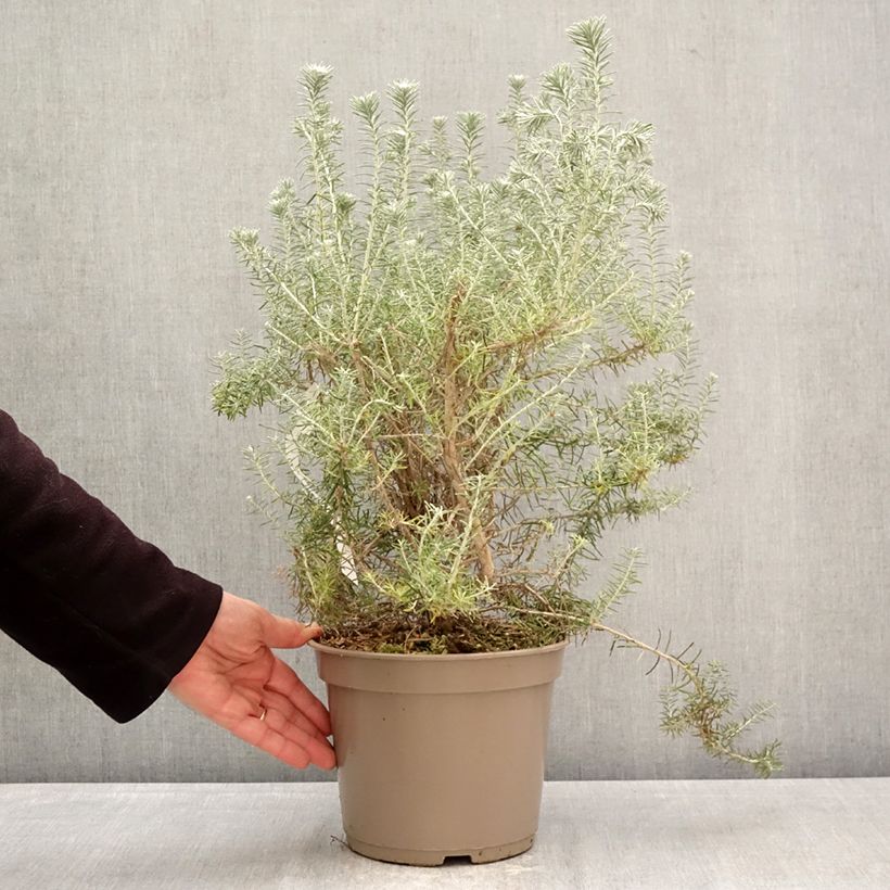 Amostra de Ozothamnus rosmarinifolius Silver Jubilee Vaso de 4 L/5 L tal como entregue na primavera