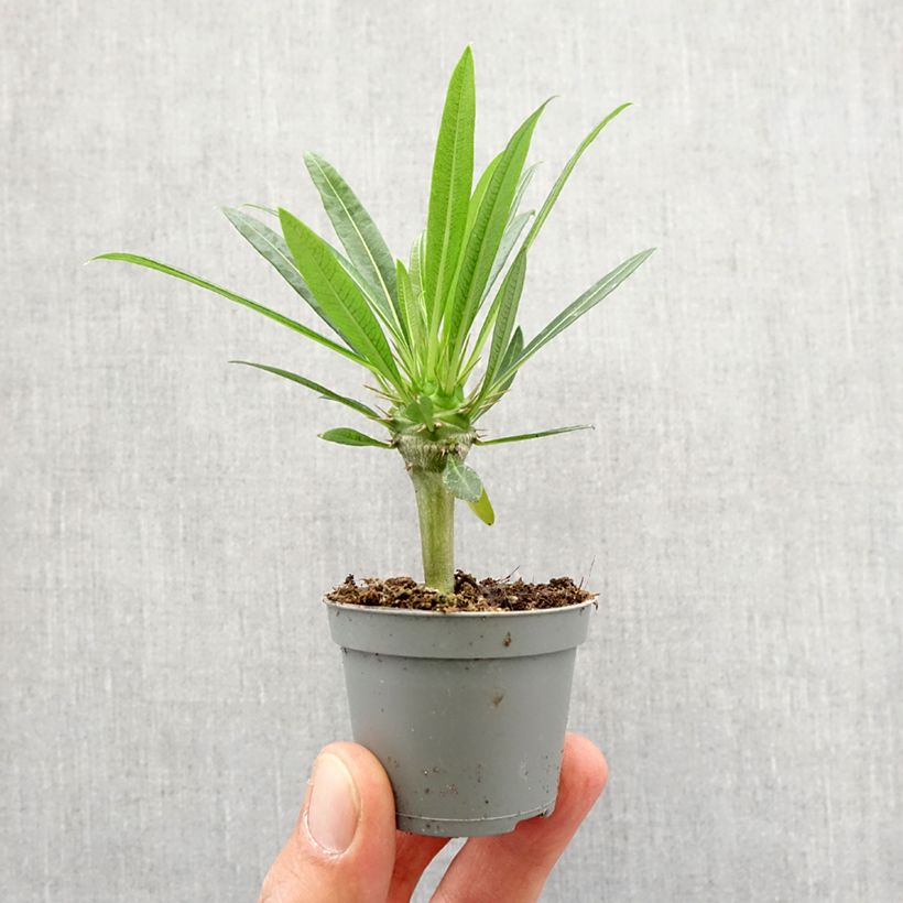Amostra de Pachypodium lamerei Mini-plante tal como entregue na primavera