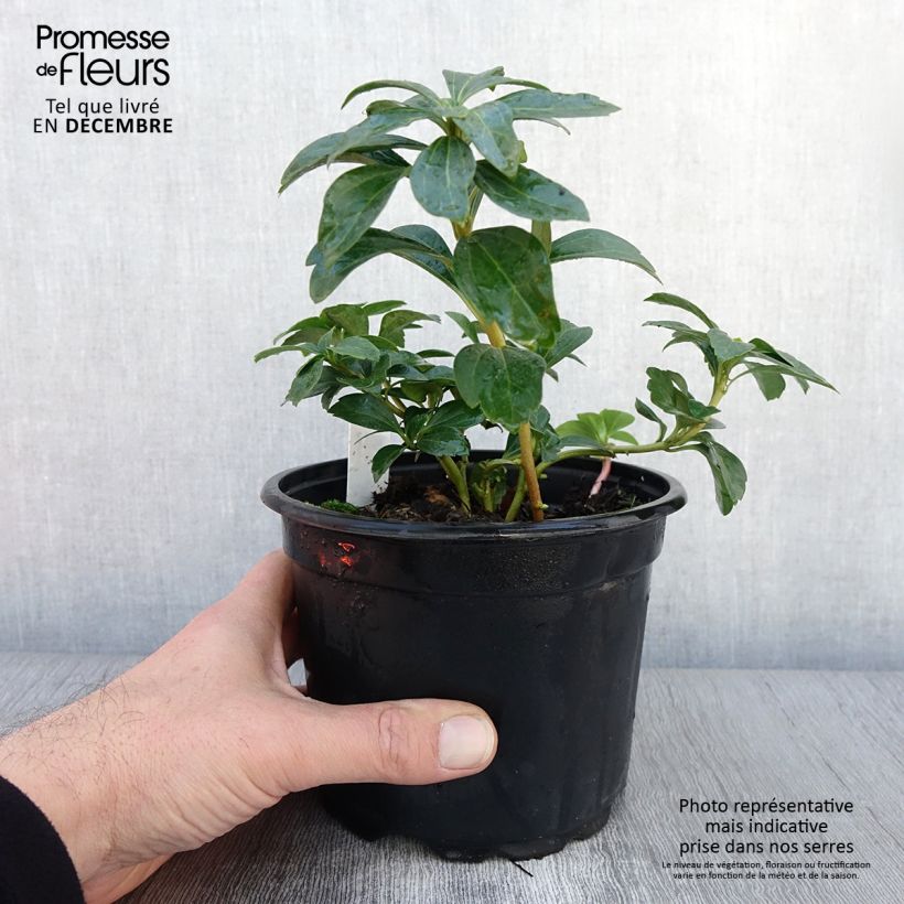 Amostra de Pachysandra terminalis Pot de 2L/3L tal como entregue no outono
