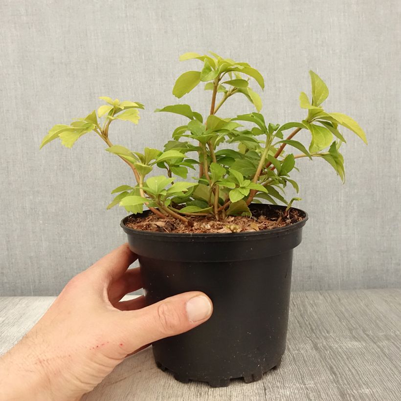 Amostra de Pachysandra terminalis Vaso de 2 L/3 L tal como entregue na primavera