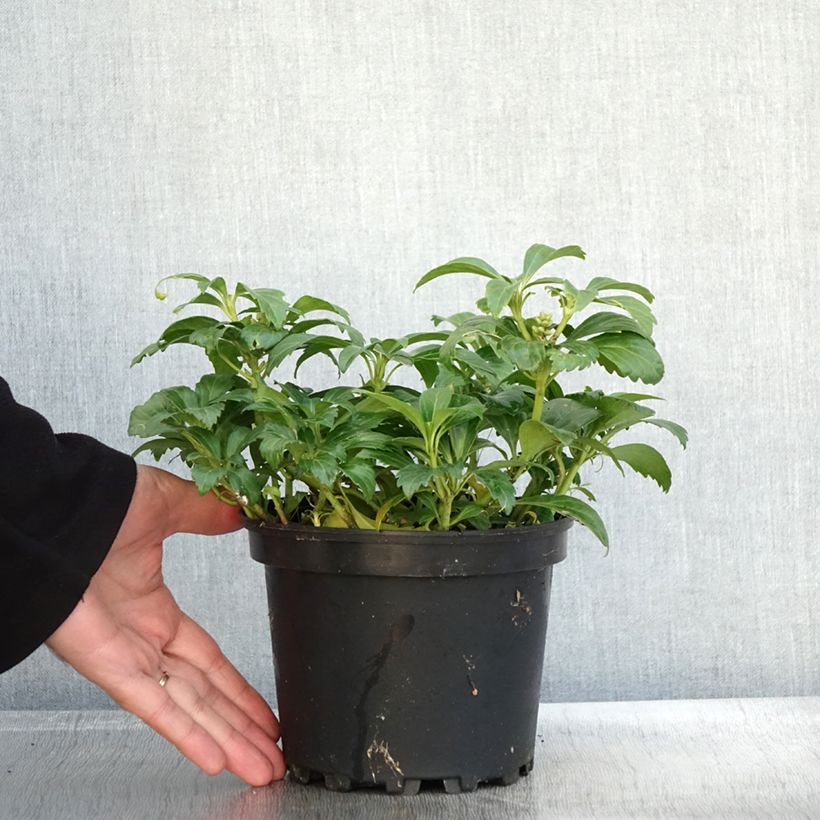 Amostra de Pachysandra terminalis Green Carpet Pot de 2L/3L tal como entregue no outono