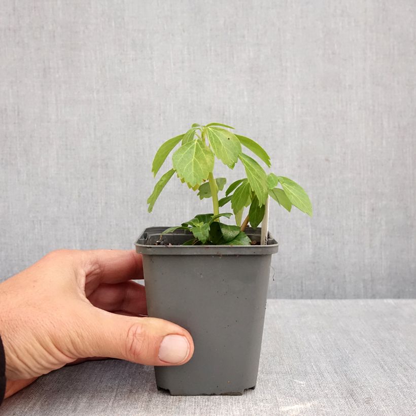 Amostra de Pachysandra terminalis Green Carpet Vaso de 8/9 cm tal como entregue no outono