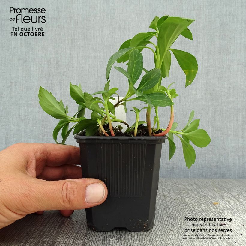 Amostra de Pachysandra terminalis Green Sheen Vaso de 8/9 cm tal como entregue no outono