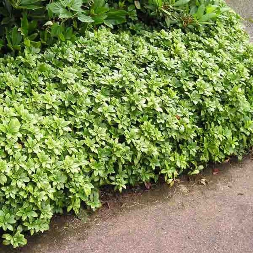 Pachysandra terminalis (Hábito)