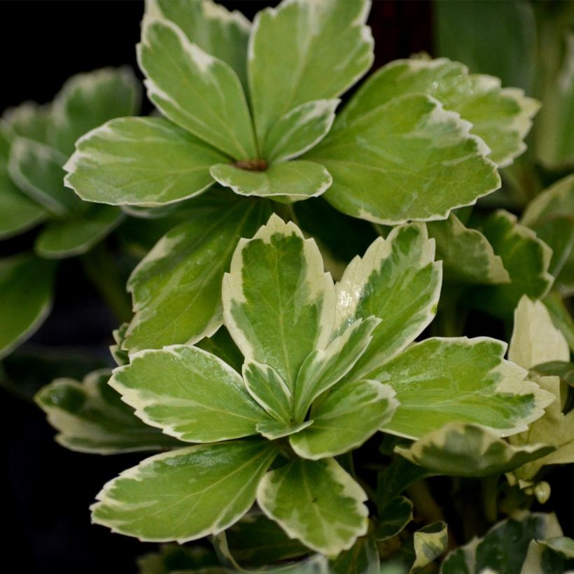 Pachysandra terminalis Variegata (Folhagem)