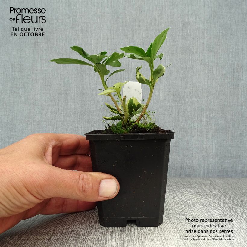 Amostra de Pachysandra terminalis Variegata Vaso de 8/9 cm tal como entregue no outono