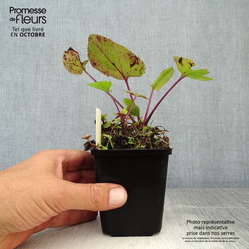 Amostra de Packera aurea Vaso de 8/9 cm tal como entregue no outono