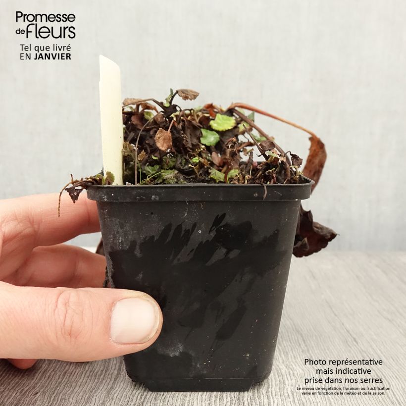 Amostra de Packera aurea - Séneçon doré, séneçon jacobée Vaso de 8/9 cm tal como entregue no inverno