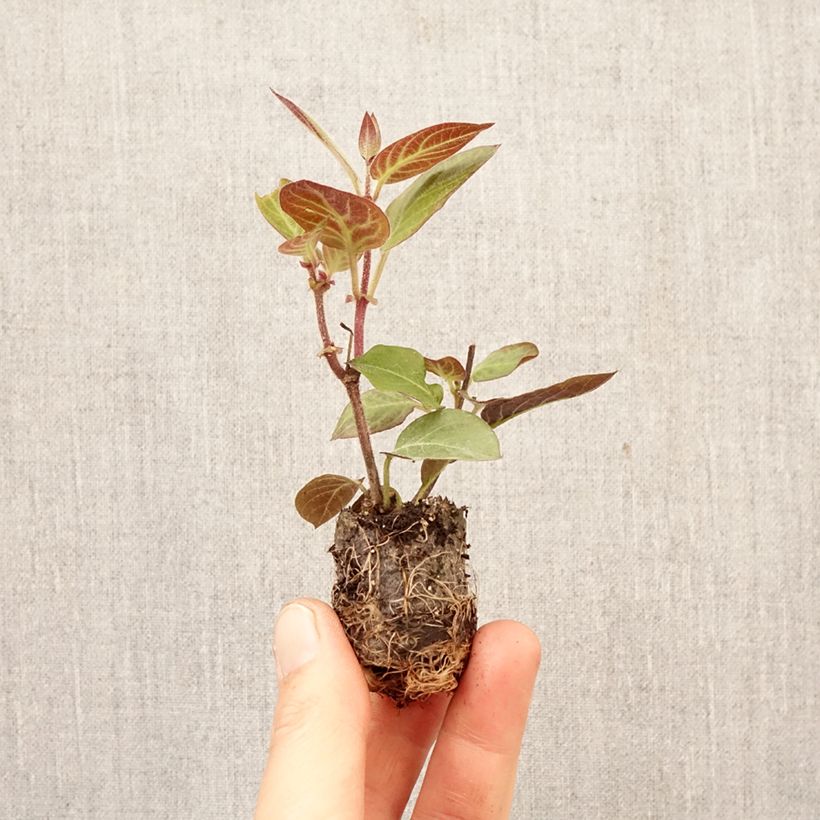 Amostra de Planta-do-queijo - Paederia lanuginosa Mini-torrão Ø 3/4 cm tal como entregue na primavera