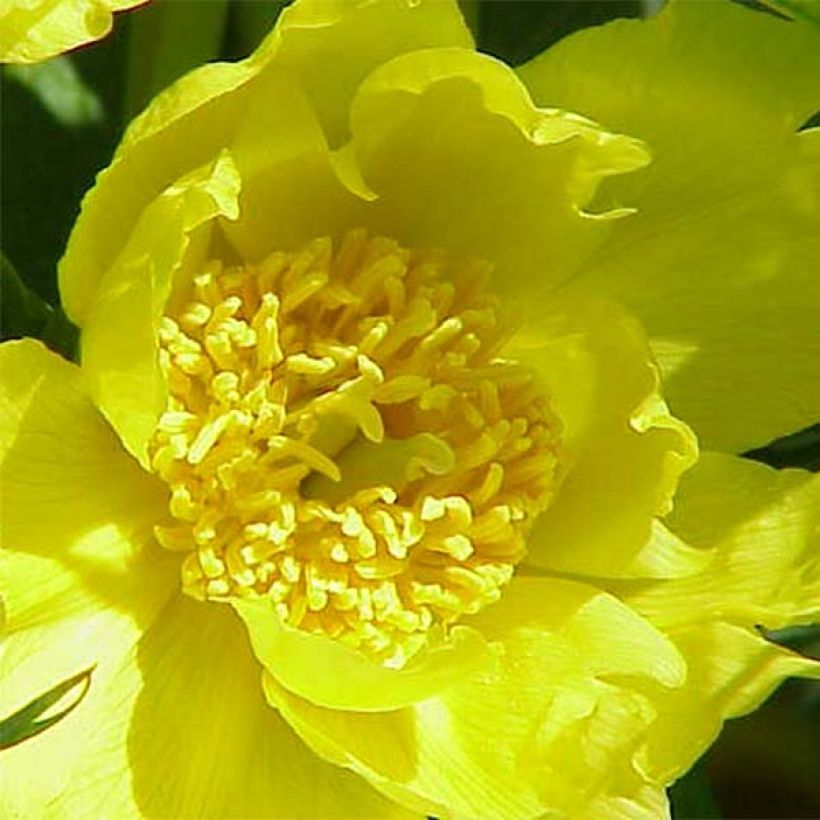 Paeonia delavayi var. lutea (Floração)