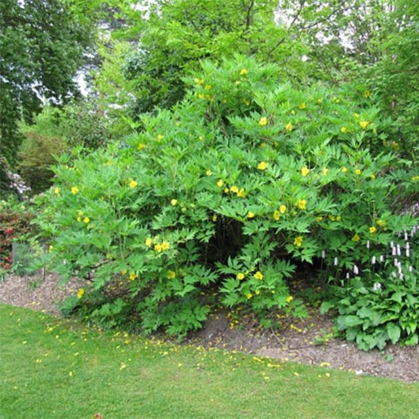 Paeonia delavayi var. lutea (Hábito)