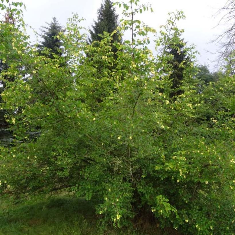 Paliurus spina-christi (Hábito)