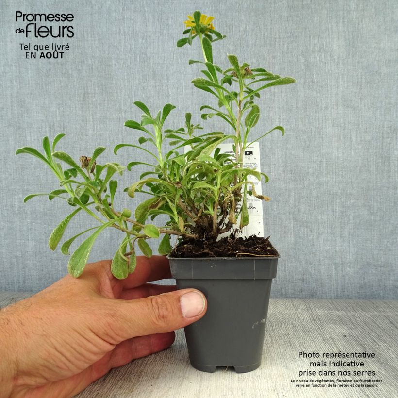 Amostra de Pallenis maritima Aurelia Gold - Astérolide maritime Godet de 8/9 cm tal como entregue no verão