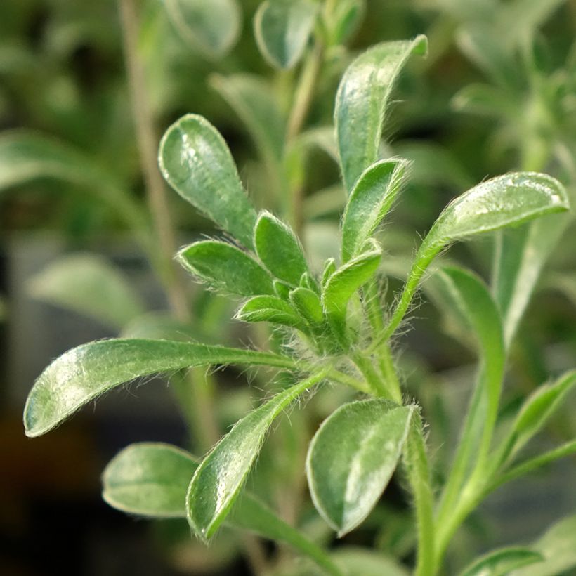 Pallenis maritima Aurelia Gold (Folhagem)